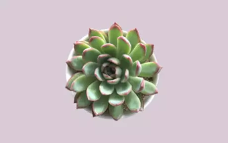 Succulent plant on mauve background