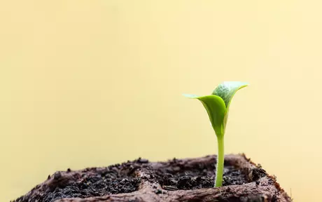plant stem in soil